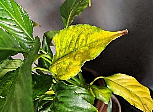 Spathiphyllum Cupido: وصف بالصورة ، وميزات الرعاية وزرع في المنزل