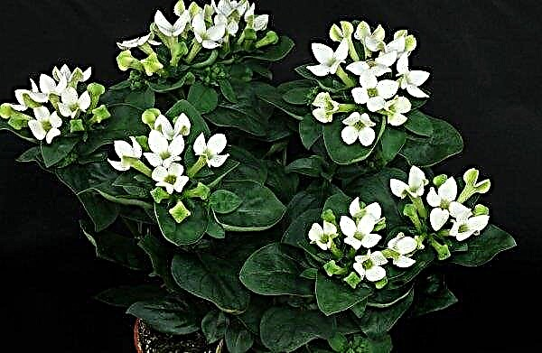 Bouvardia: description of a houseplant with a photo, cultivation and care at home, breeding features