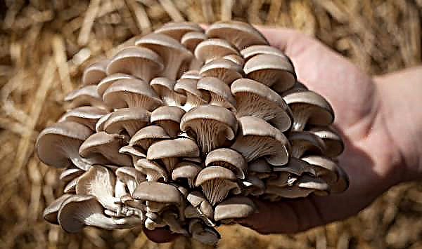 Cogumelos falsos ostra floresta: foto e descrição, com o qual você pode confundir, como distinguir