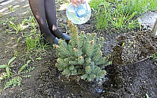 Varieties of blue dwarf spruce, photo with names, prickly stunted spruce for the garden