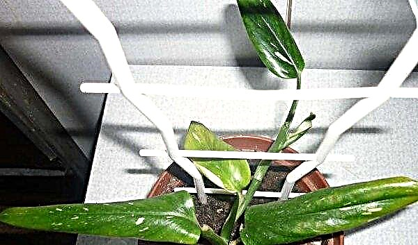 Klatring philodendron: en botanisk beskrivelse af en plante, dyrkning og pleje derhjemme