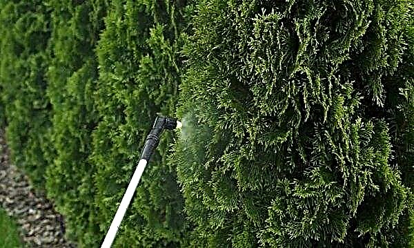 Diseases of thuja and their treatment, photos of pests, spider mites and thuja beetle, measures to combat them