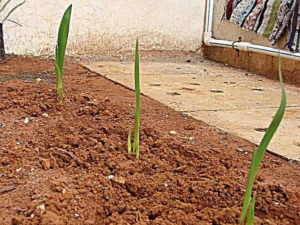 Děti gladioli: co s nimi dělat na podzim, na jaře, kdy vykopat, oddělení dětí
