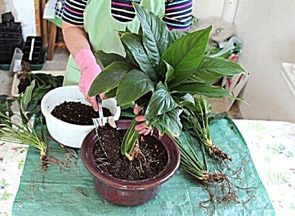 What earth is suitable for spathiphyllum - composition, how to choose the soil