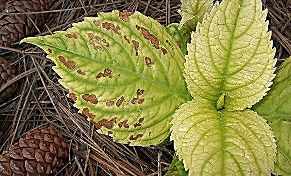 アジサイブーケローズ（大きな葉のブーケローズ）：説明と写真、植栽と手入れ、耐霜性、マクロフィル