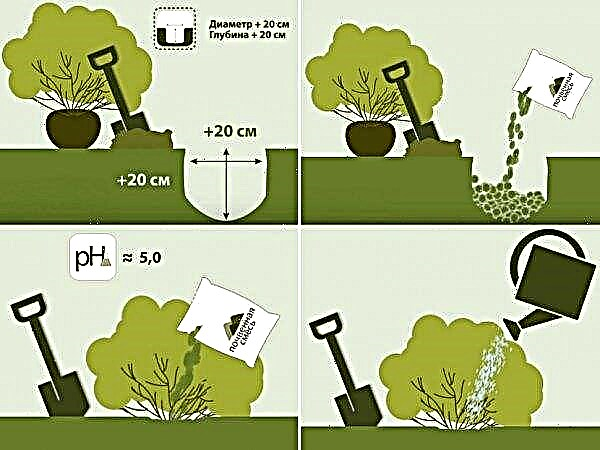 How to plant garden hydrangea: dividing the bush, when is better, how to divide the bush for reproduction