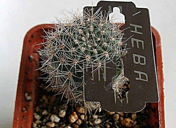 How to properly care for a cactus in a pot at home: useful tips for beginners