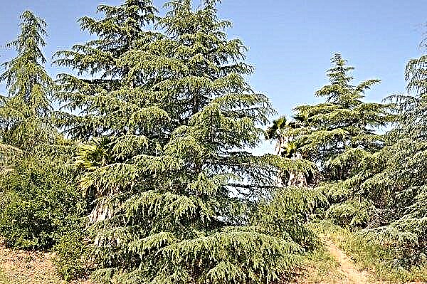 Himalayan cedar: description, useful properties, growing, how it grows in Crimea, photo