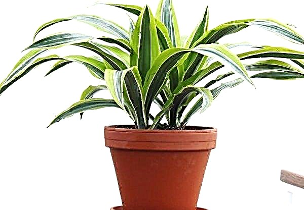 Dracaena Lemon lime: description of the plant, reproduction and care at home, photo