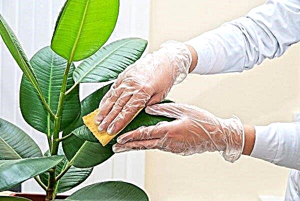 Защо фикусът изхвърля листата: основните причини и какво да направите, как да храним растението, снимка