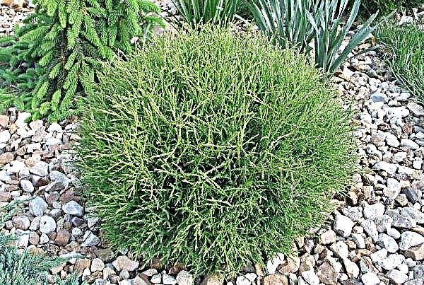 Thuja western Mr. Bowling Ball (Thuja occidentalis Mr. Bowling Ball): a tree in landscape design, a description of the variety with a photo, planting and care