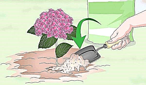 Como conseguir uma linda flor de hortênsia: por que os botões de uma planta não florescem, do que regar uma flor para que ela floresça