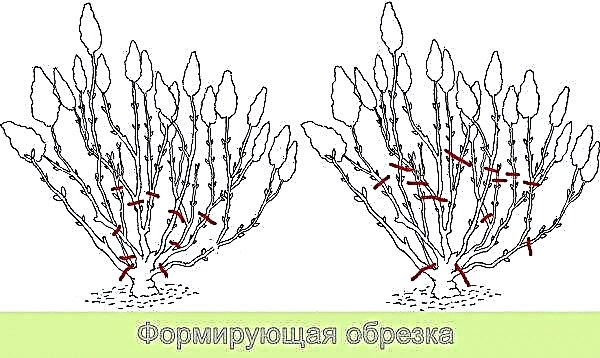 Panícula, hortensia de árbol grande y hojas grandes: diferencias entre ellos