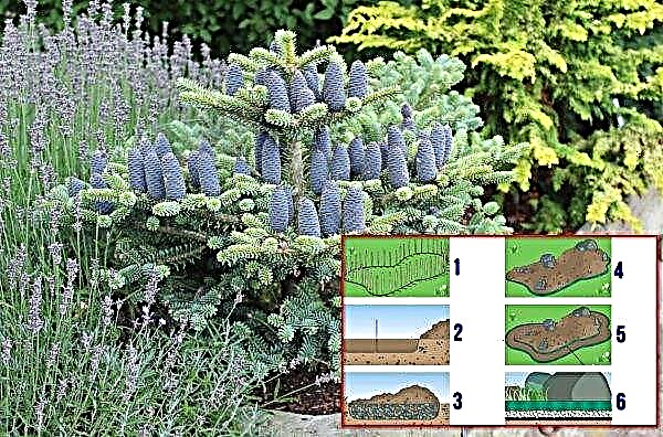 Korean fir Blue Emperor (Abies koreana Blue Emperor): description with photo, use in landscape design, planting and care
