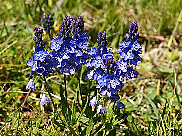 Veronica - the "blue panacea" for many problems
