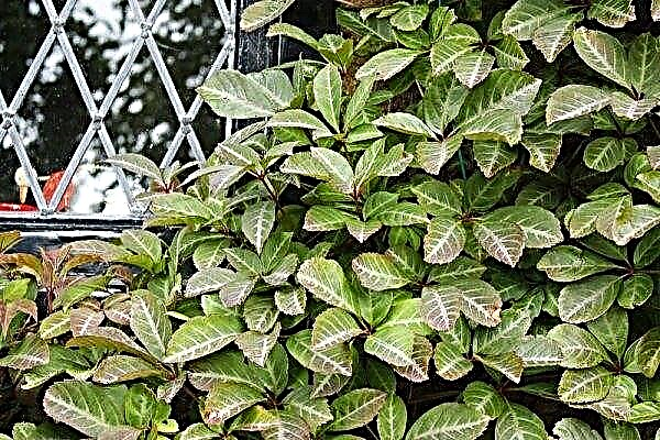 Vijfbladige meisjedruif (Mororum): planten en verzorgen, foto