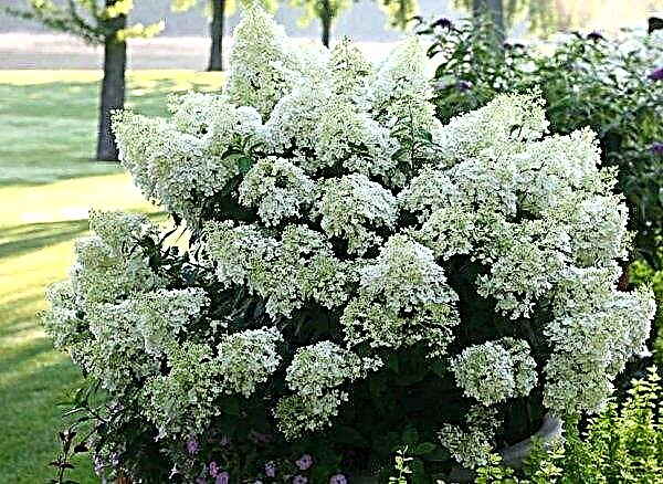 Panicled Hydrangea Baby Lace (Baby Lace): photo and description, how to winter, characteristics