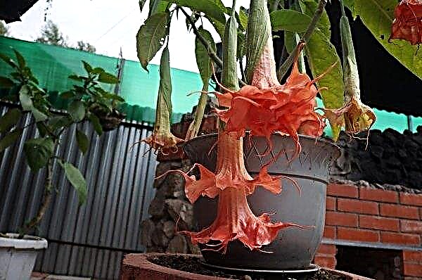 Brugmansia: description of the plant, planting, cultivation and care at home, breeding features, photos, video