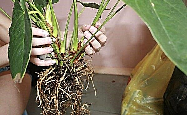 When and how to transplant indoor plants: step-by-step instructions