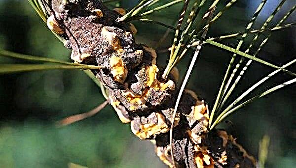 Weimutova pine Minimus: descripción y foto, plantación y cuidado