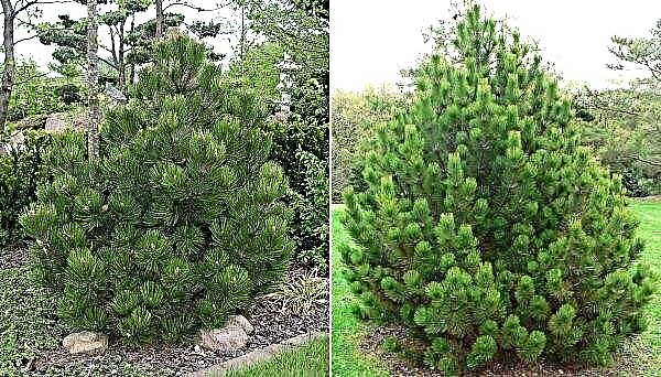 Geldreich den Den Ouden (Pinus heldrtichii Den Ouden): beschrijving en foto, planten en verzorgen, winterhardheid van een boom, gebruik in landschapsontwerp