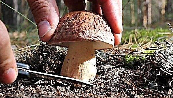 Combien de temps un champignon blanc pousse, le taux de croissance des champignons dans une forêt dans différentes conditions, les règles de collecte