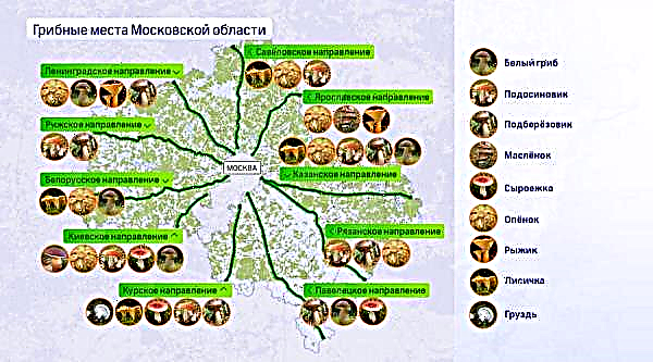 Where do the chanterelles grow in the Moscow Region and the Moscow Region, when to collect, mushroom places and the harvest season