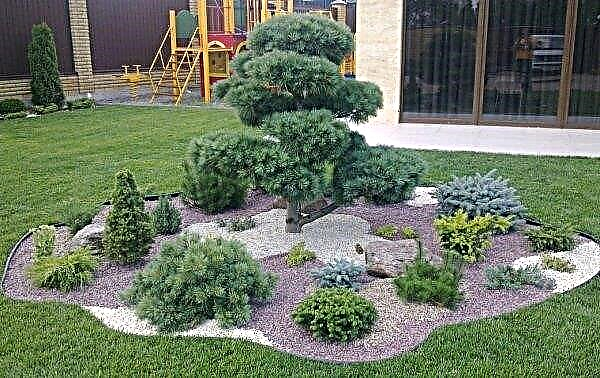 Yellow pine (pinus ponderosa): description and photo of a tree, planting and care, application in landscape design