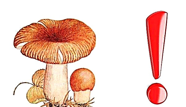 Cogumelo Valui: como fica e onde cresce, se é possível comer, usar na culinária e na medicina, fotos e descrição