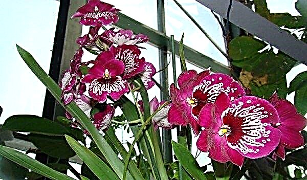 Orchid miltonia: home care, photo, reproduction