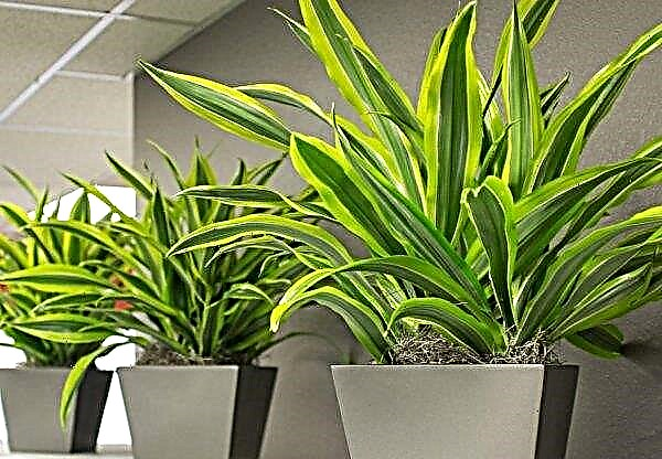Pourquoi les feuilles de dracaena jaunissent-elles à la maison: raisons de faire et comment sauver la plante, caractéristiques d'entretien, photos