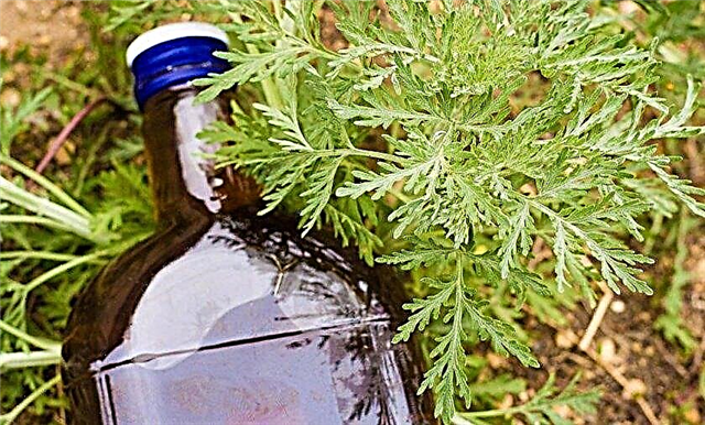 Useful and medicinal properties of spruce for humans, the use of needles in the garden as a fertilizer