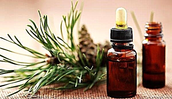 The healing properties of pine essential oil, its use in aromatherapy, for face and hair