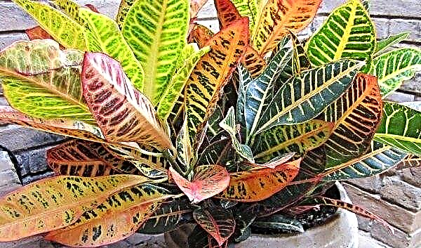 ¿Por qué caen las hojas de croton: razones, qué hacer y cómo tratar la planta?