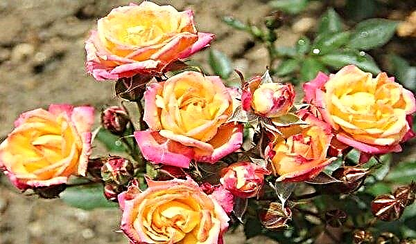 Малки рози: какви са имената на най-малките сортове рози, засаждане и грижи, снимка