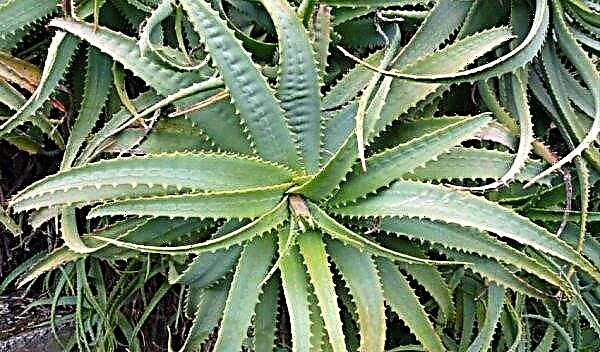 Aloe tree (houseplant): medicinal properties, home care, reproduction