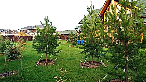 Pin en aménagement paysager: haie de pins décoratifs, quoi planter autour, photo