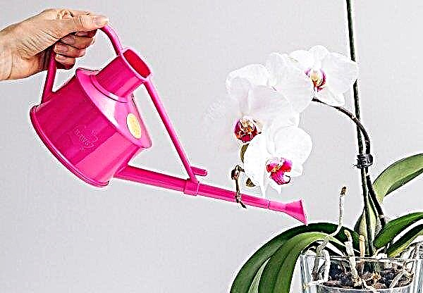 Raízes aéreas de uma orquídea: o que fazer se seca, pode ser podada