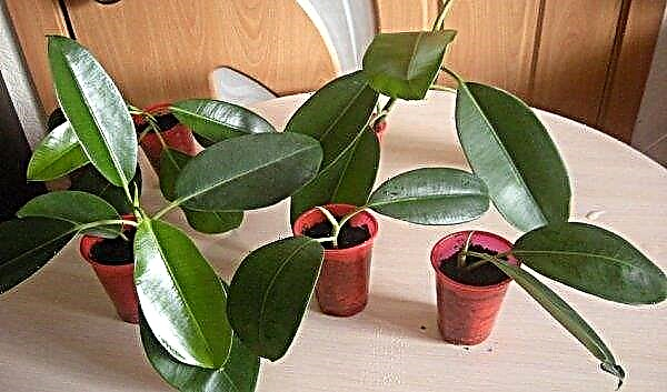 Ficus melanie: home care, breeding, signs and superstitions