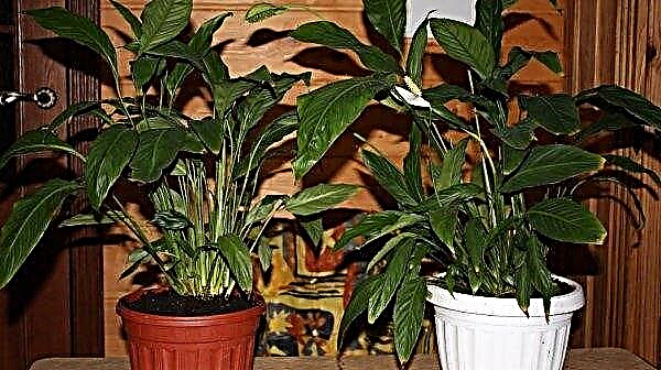 Pemindahan spatiphyllum di rumah (selepas pembelian, berbunga): masa, tanah dan kapasiti optimum, penjagaan lebih lanjut, foto, video