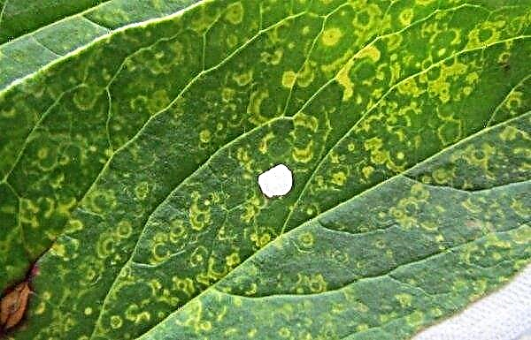 Spots on hydrangea leaves: why the leaves turn brown in the flower, there are dark, black and yellow spots, methods of treatment and treatment
