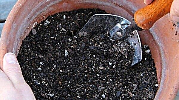 What kind of land is needed for dracaena: a suitable composition, how to make the soil with your own hands at home