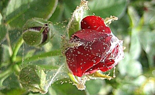 Roses Ecuador: descripción de variedades con foto, especialmente en cultivo y cuidado