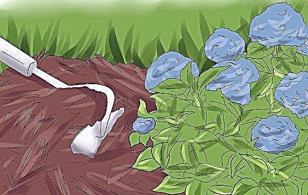 Dus die hortensia is blauw: wat te doen, wat te water geven en hoe de kleur van een plant van wit naar blauw te veranderen met folkremedies