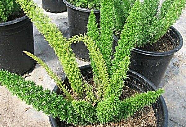 Asparagus Meyer (indoor plants): home care, seed cultivation