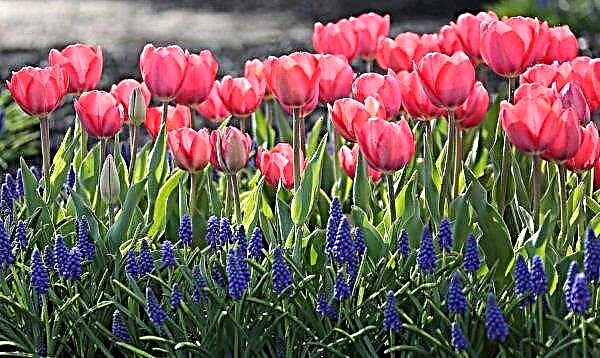 Tulip Mystic van Eyck: plantare și îngrijire, utilizare în peisagistică, fotografii și descriere Mystic van Eijk