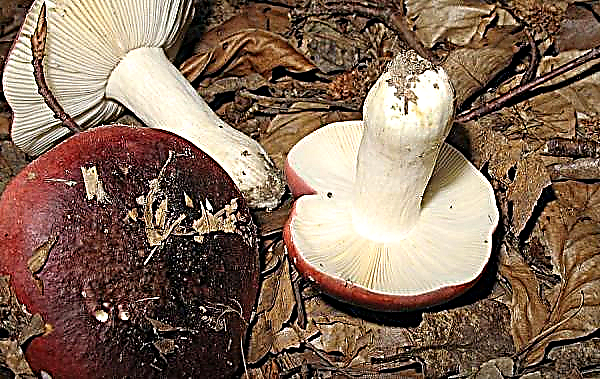 Cogumelos com cogumelos pretos: descrição, habitats, quando e onde coletar, foto