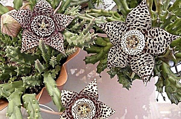 Stapelia: home care, species, photos, reproduction, transplantation, signs and superstitions