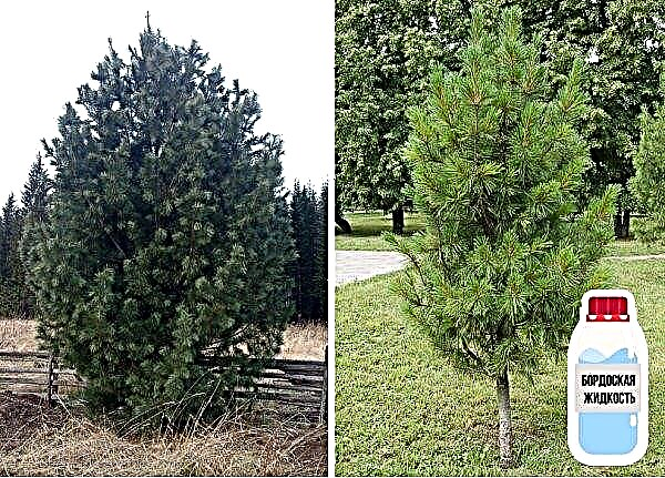 삼나무가 노랗게 변하는 이유 : 바늘이 부서지면 여름에 줄거리에서 바늘을 버리고, 이유와 저장 방법