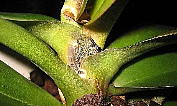 Orhideea albastră - există natura, soiuri de fotografii, recenzii